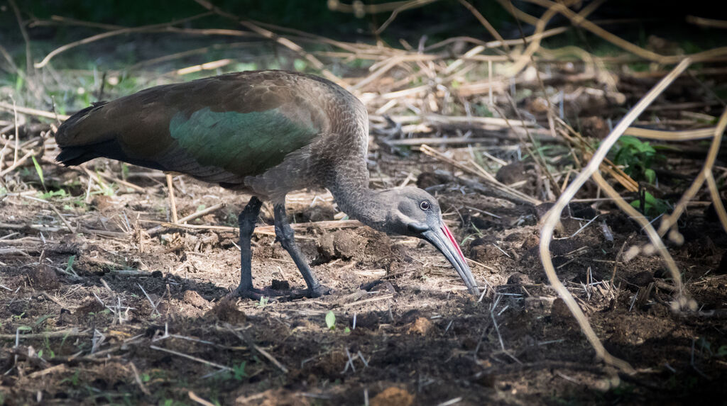 Hadada Ibis