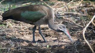 Hadada Ibis