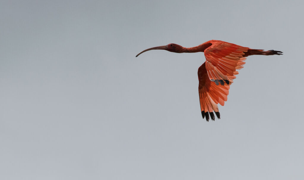 Ibis rouge