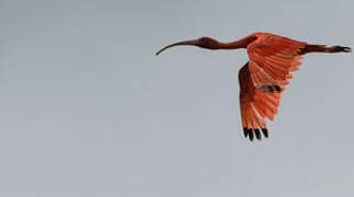 Scarlet Ibis