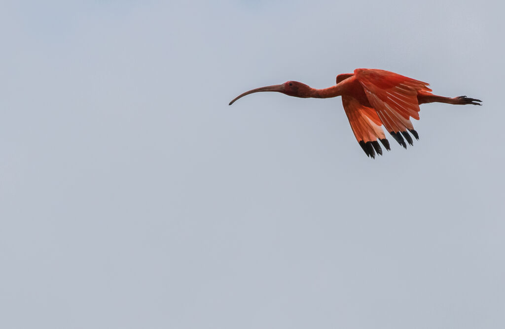 Scarlet Ibis