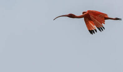 Ibis rouge