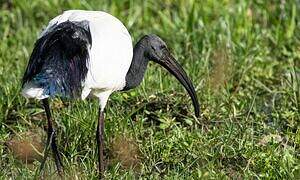 African Sacred Ibis