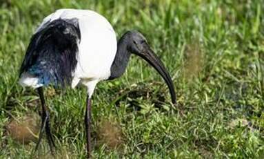 Ibis sacré