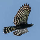 Aigle tyran