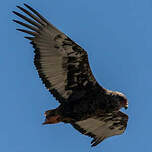 Bateleur des savanes