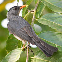 Bulbul de Madagascar