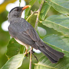Bulbul de Madagascar