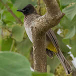Bulbul tricolore