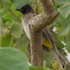 Bulbul tricolore