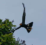 Caracara noir