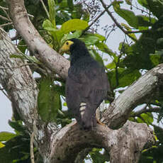 Caracara noir