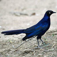 Choucador de Rüppell