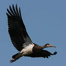 Cigogne d'Abdim