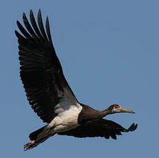 Cigogne d'Abdim