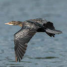 Cormoran africain