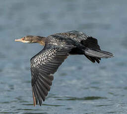 Cormoran africain