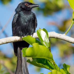 Drongo de Mayotte