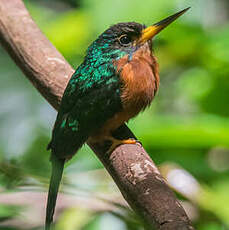 Jacamar à bec jaune