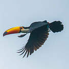 Toucan toco
