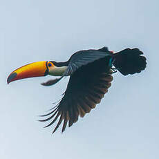 Toucan toco