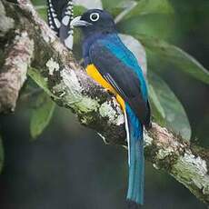 Trogon à queue blanche