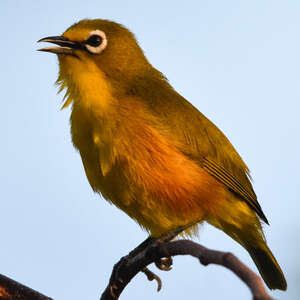 Zostérops de Mayotte