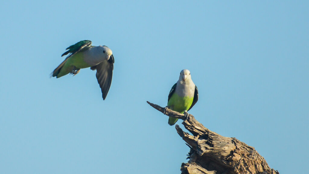 Grey-headed Lovebird