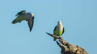 Grey-headed Lovebird