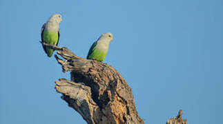 Grey-headed Lovebird