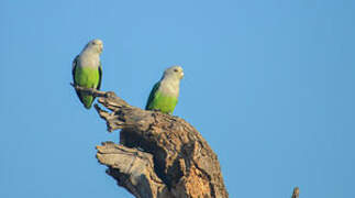 Grey-headed Lovebird