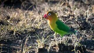 Fischer's Lovebird