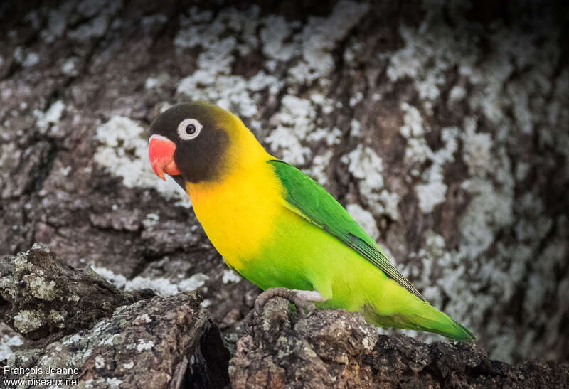 Yellow-collared Lovebirdadult, identification