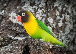 Yellow-collared Lovebird