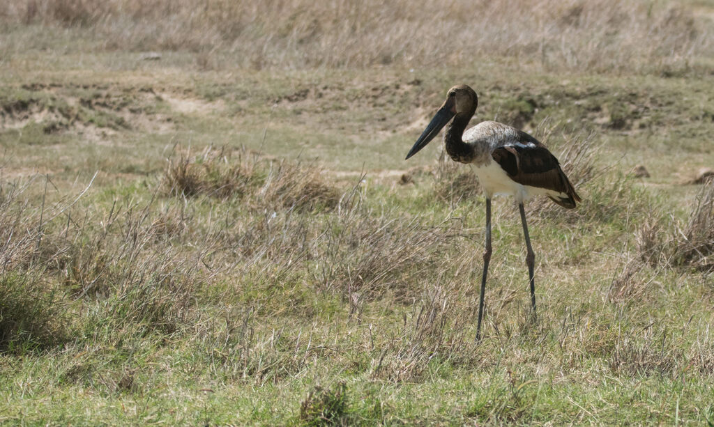 Saddle-billed Stork