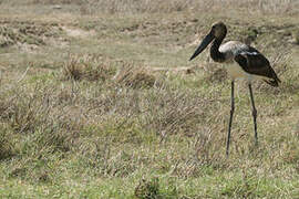 Saddle-billed Stork