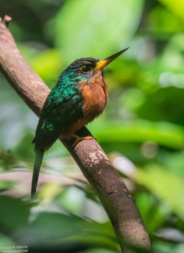 Jacamar à bec jaune femelle adulte, identification