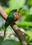 Jacamar à bec jaune