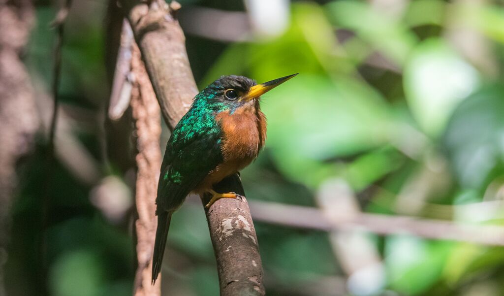 Jacamar à bec jaune