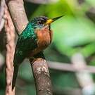 Jacamar à bec jaune