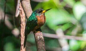 Yellow-billed Jacamar