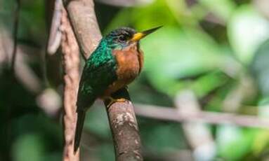 Jacamar à bec jaune