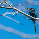 Jacamar à longue queue
