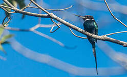 Jacamar à longue queue