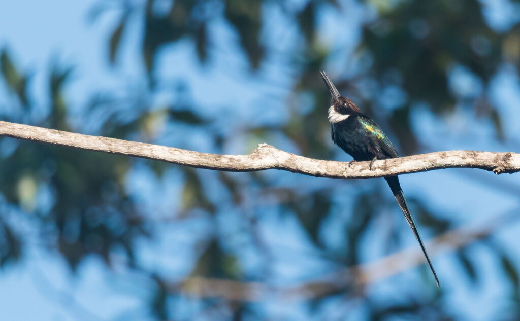 Jacamar à longue queue