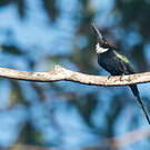 Jacamar à longue queue