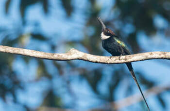 Jacamar à longue queue