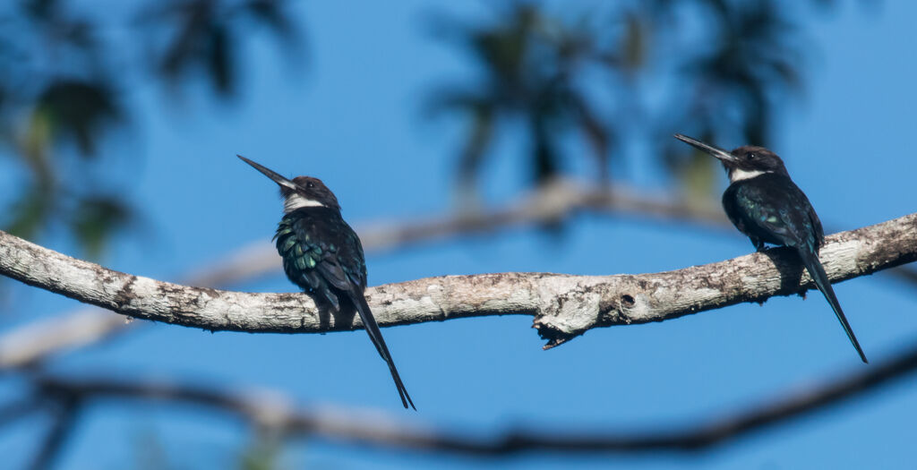 Jacamar à longue queue