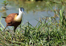 Jacana à poitrine dorée