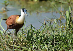 African Jacana